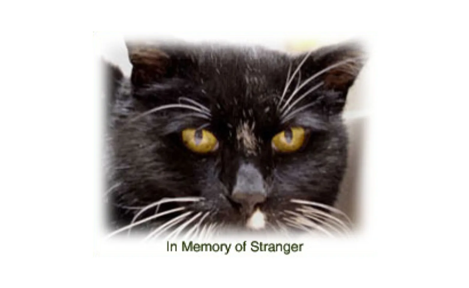 A cat named Stranger